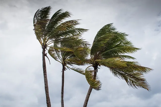 1674180818-Strong-winds-expected-in-parts-of-the-island-L
