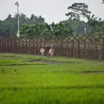 BSF-firing