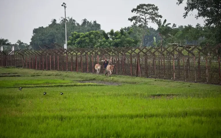 BSF-firing