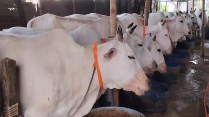 মিরকাদিমের ধবল গরু