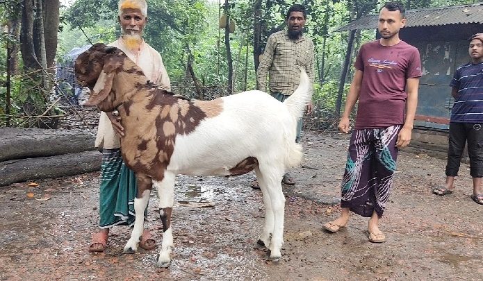 বিছানা ছাড়া ঘুমায় না, তাই ছাগলের নাম ‘নবাব সিরাজউদ্দৌলা’