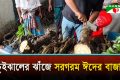 বাগেরহাটে চুইঝালের ঝাঁজে সরগরম ঈদের বাজার