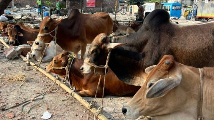 কোরবানির হাট প্রস্তুত, ঢাকায় বসছে ২৭টি হাট