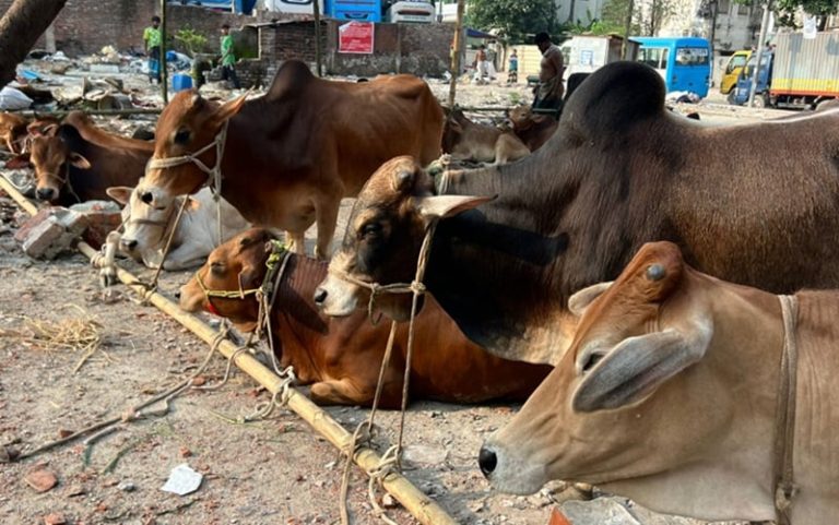 cow