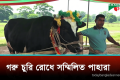 গরুর দাম চাওয়া হচ্ছে ১০ থেকে ১৮ লাখ টাকা