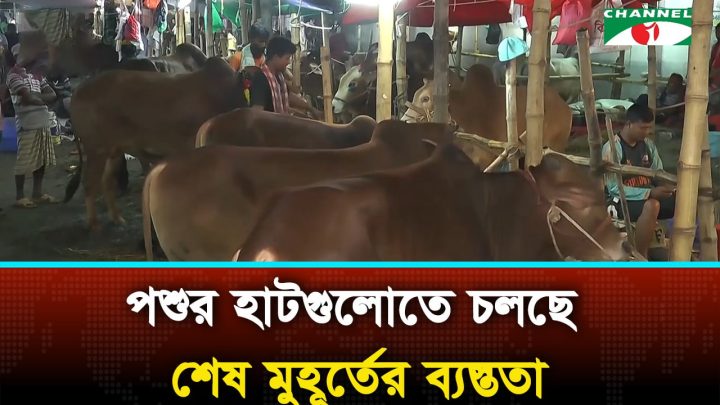রাজধানীর পশুর হাটগুলোতে চলছে শেষ মুহূর্তের ব্যস্ততা