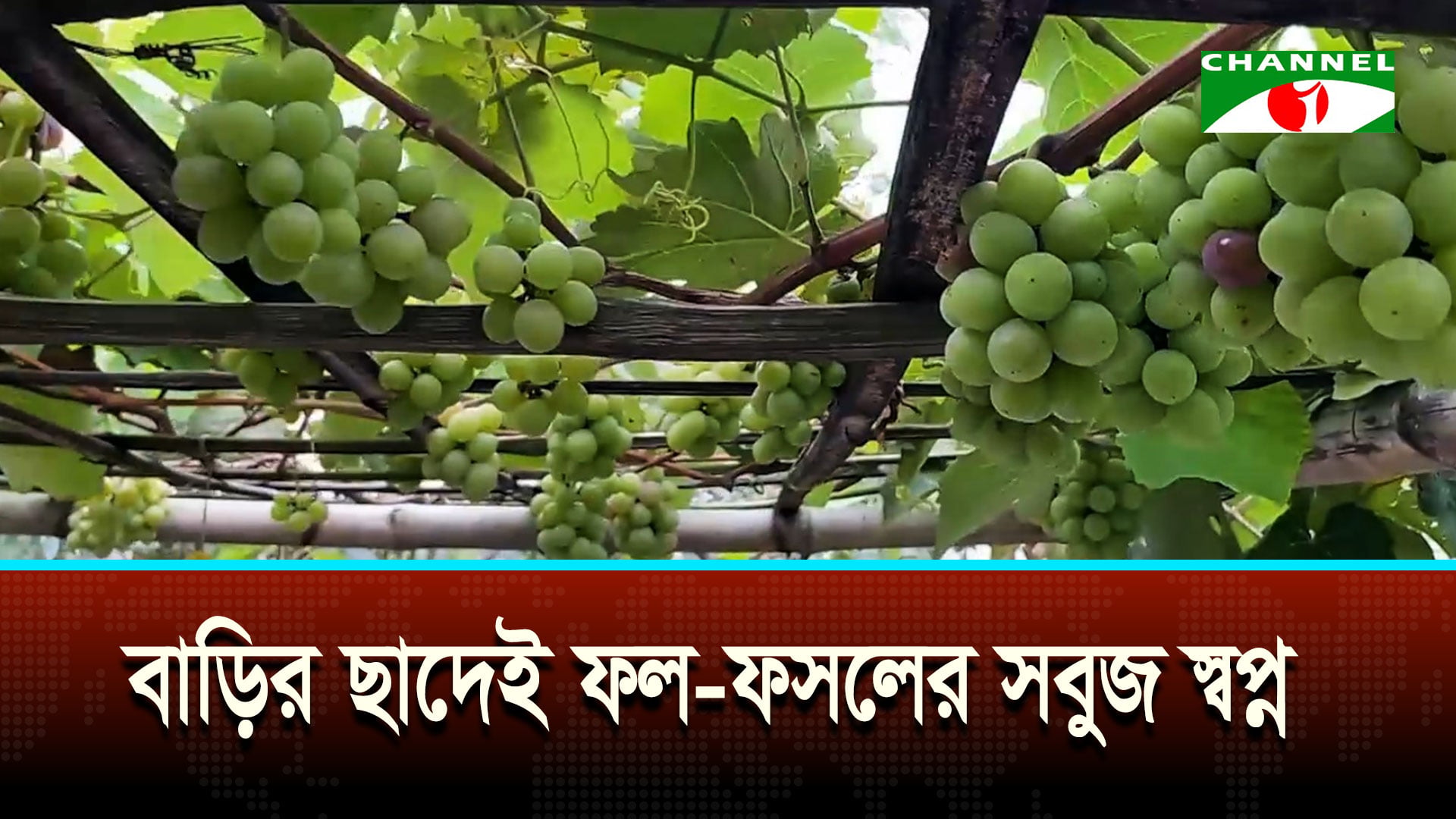প্রবাসফেরত আলমগীরের সবুজ উদ্যোক্তা হয়ে ওঠার গল্প