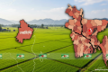 অযু করার সময় বজ্রপাতে মাদ্রাসার ৩ ছাত্র নিহত