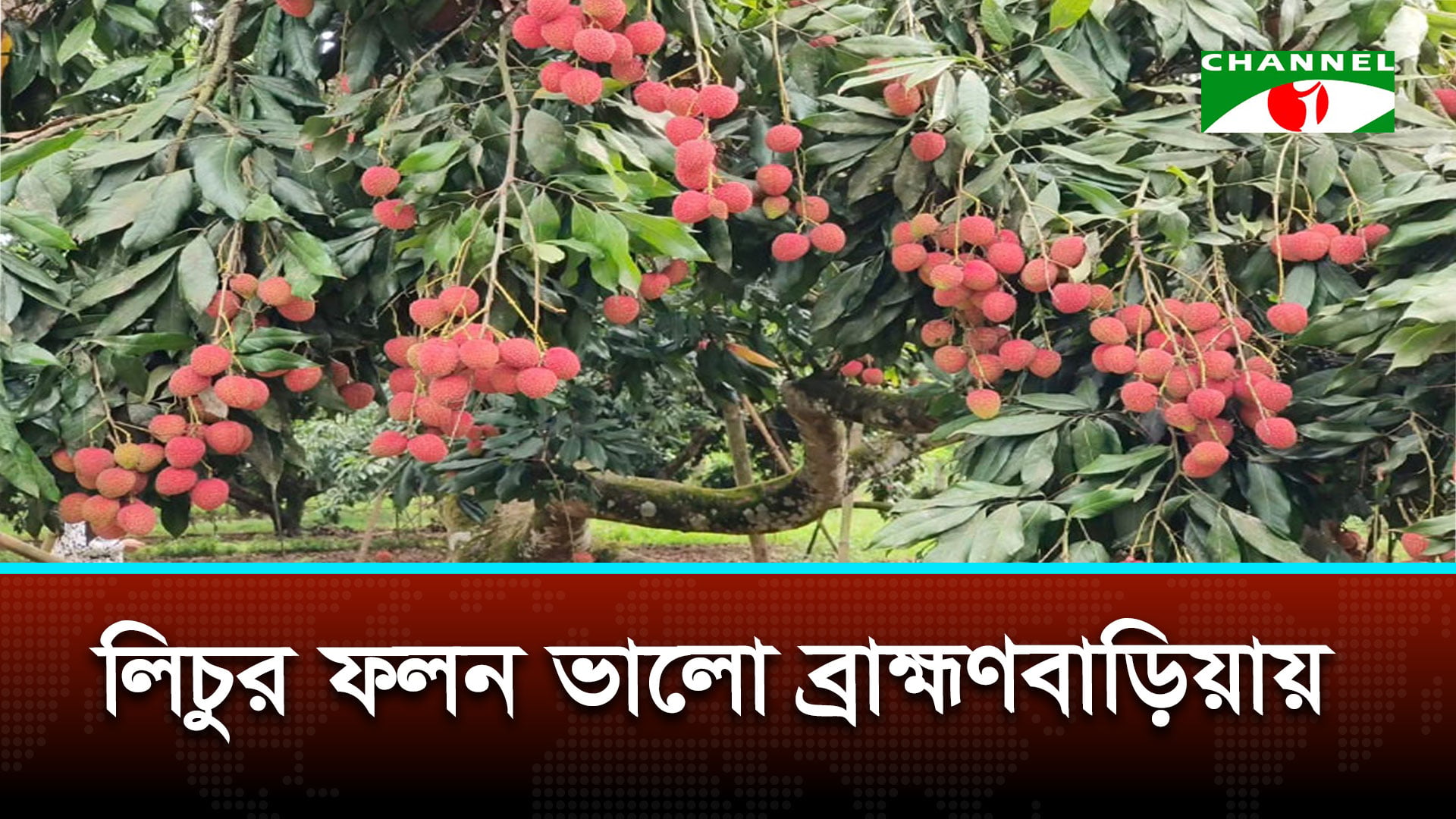 সুনামগঞ্জে লিচুর উৎপাদন কম হলেও ভালো ফলন ব্রাহ্মণবাড়িয়ায়