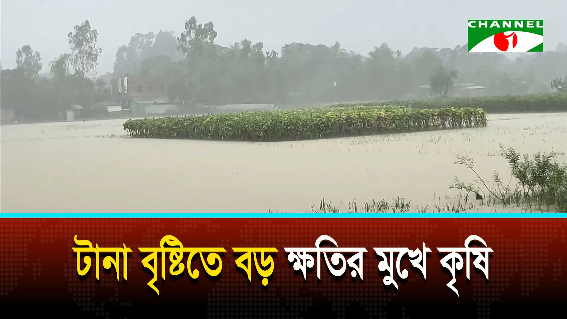 টানা বৃষ্টি ও পাহাড়ি ঢলে বিভিন্ন অঞ্চলে কৃষিতে ব্যাপক ক্ষয়ক্ষতি